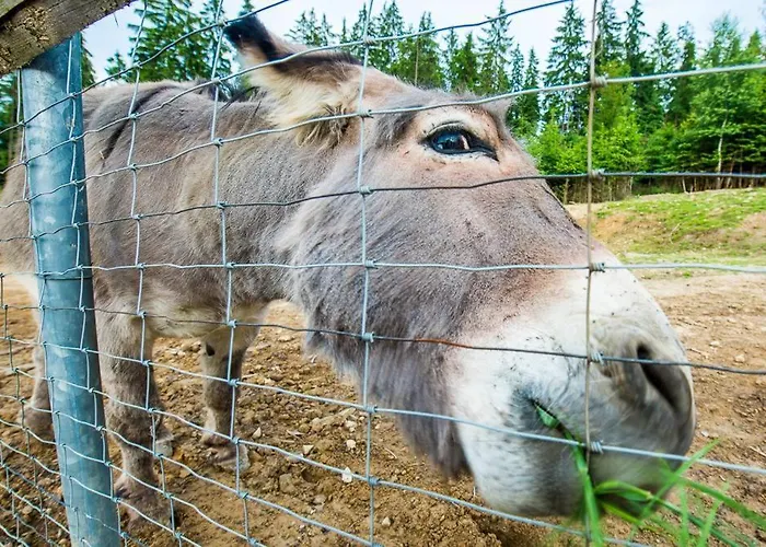 Kompleks Zagron Resort Istebna